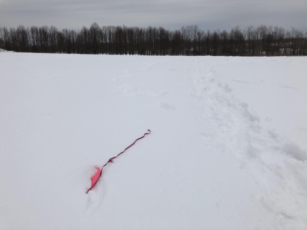 pink disc with a ribbon on it in the snow