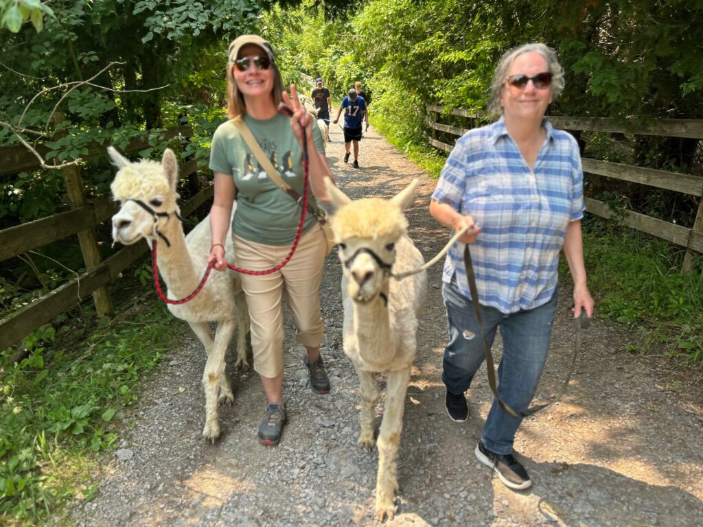Two women walking alpacas at Old Mill Alpacas