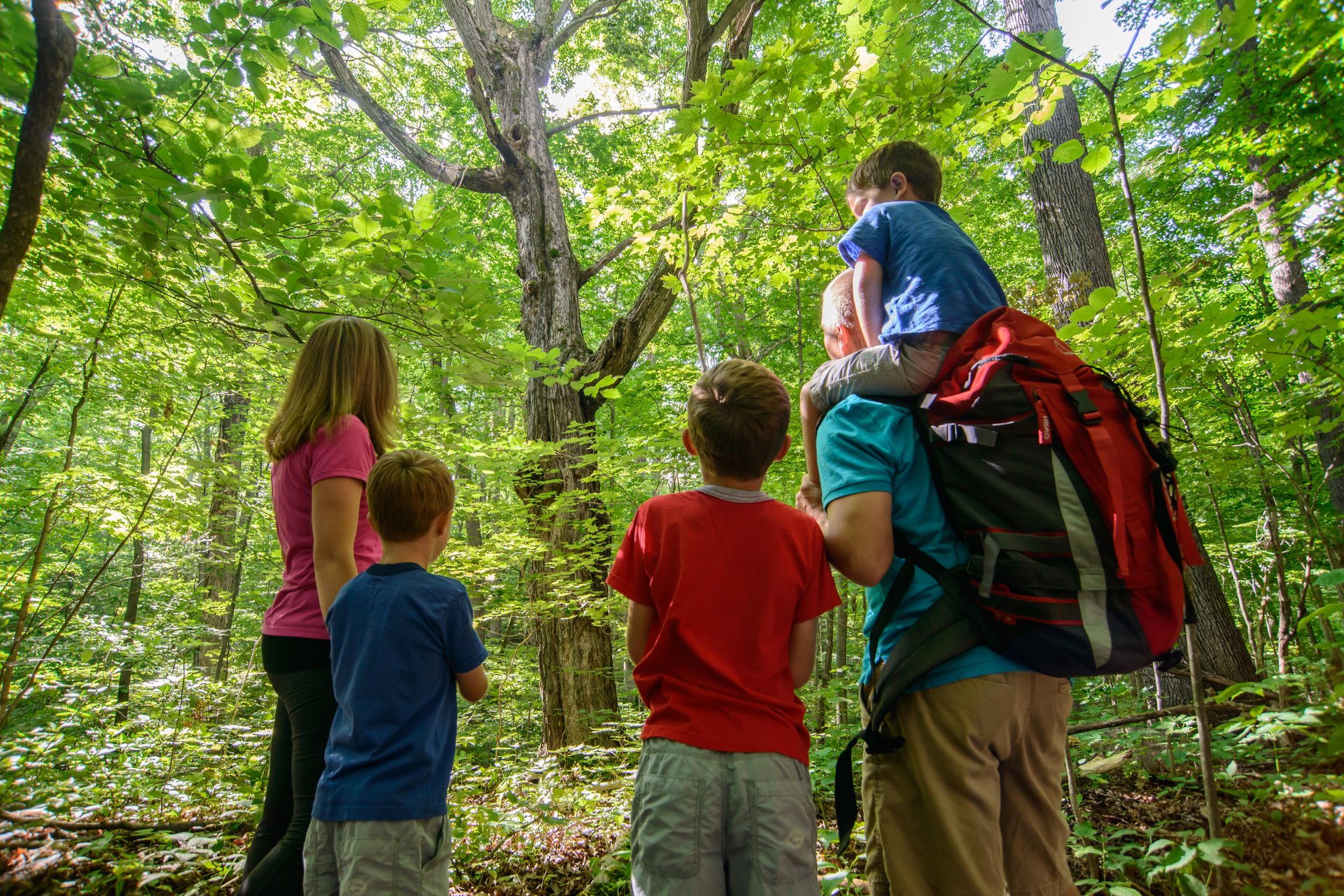 Family looking at trees in a forest