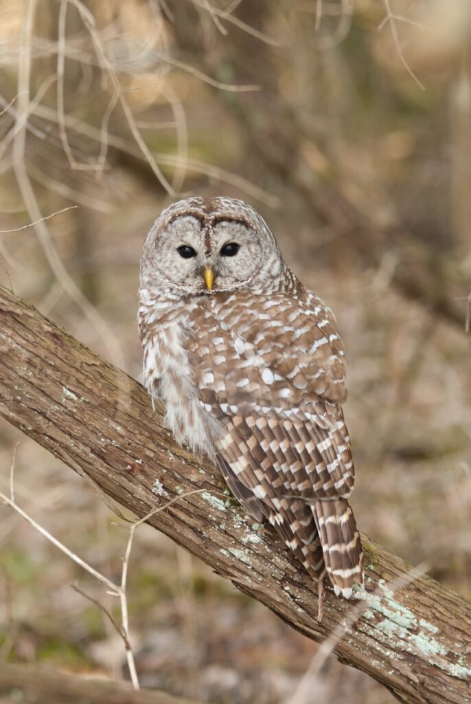Barred Owl