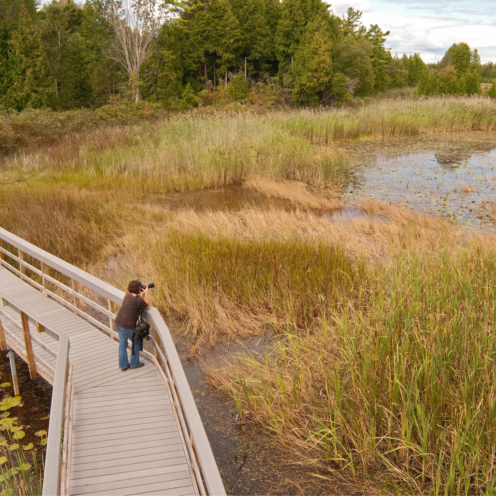 Woman standing on a boardwalk looking for birds in a marsh through binoculars.