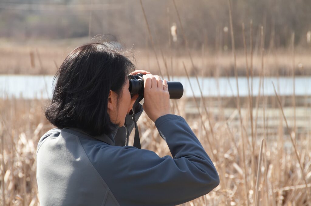 Woman birdwatching over a marsh