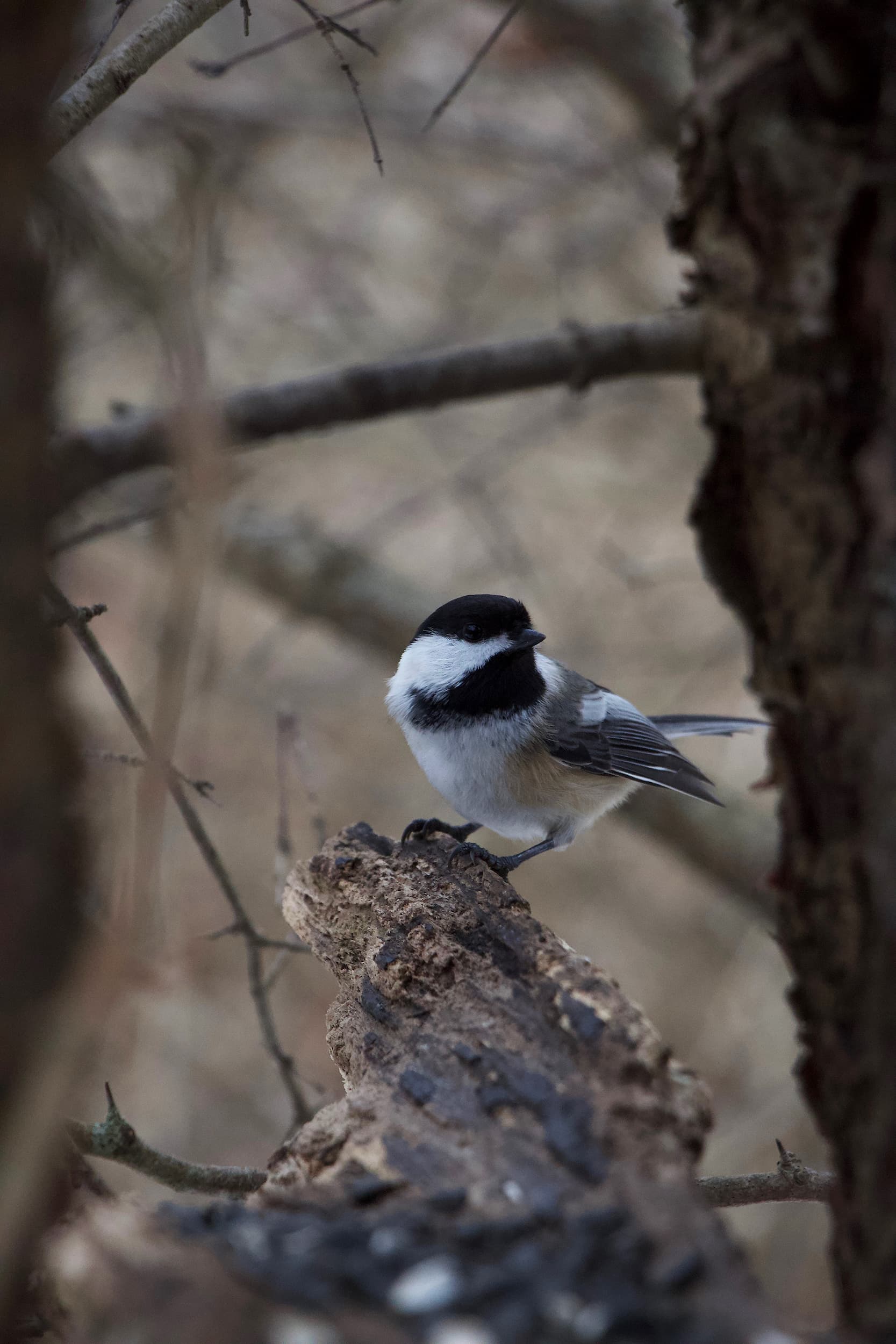 Chickadee on a winter tree branch.