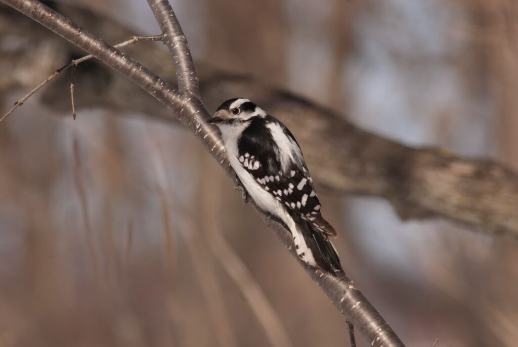 Downy woodpecker