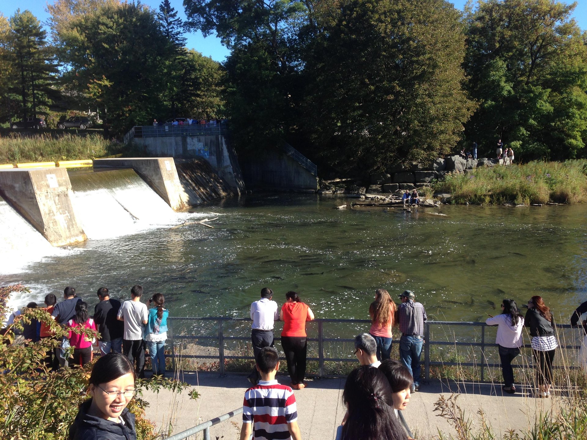 People standing along a fence watching fish migrating up river at a dam