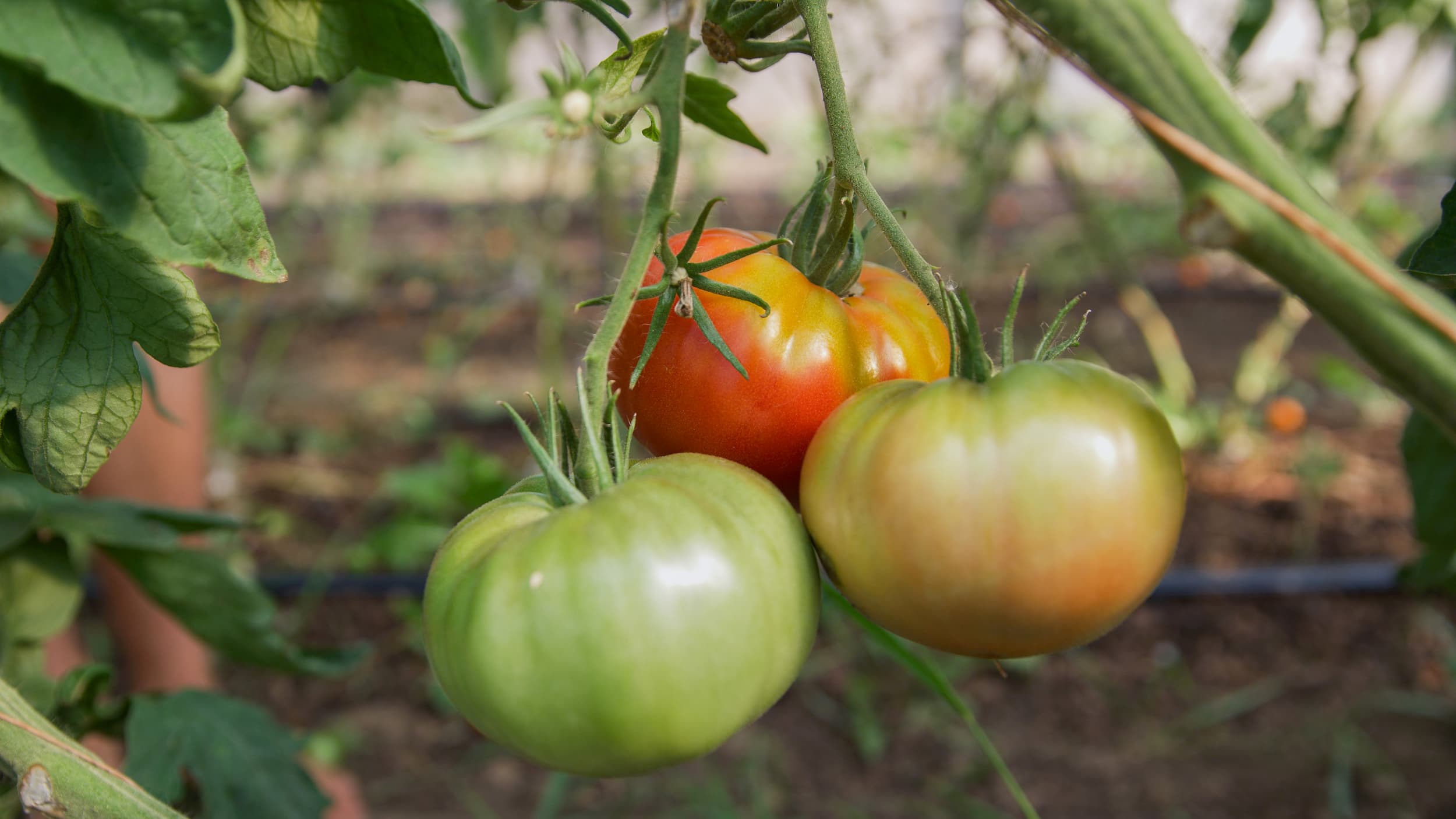Tomatoes growing on a vine