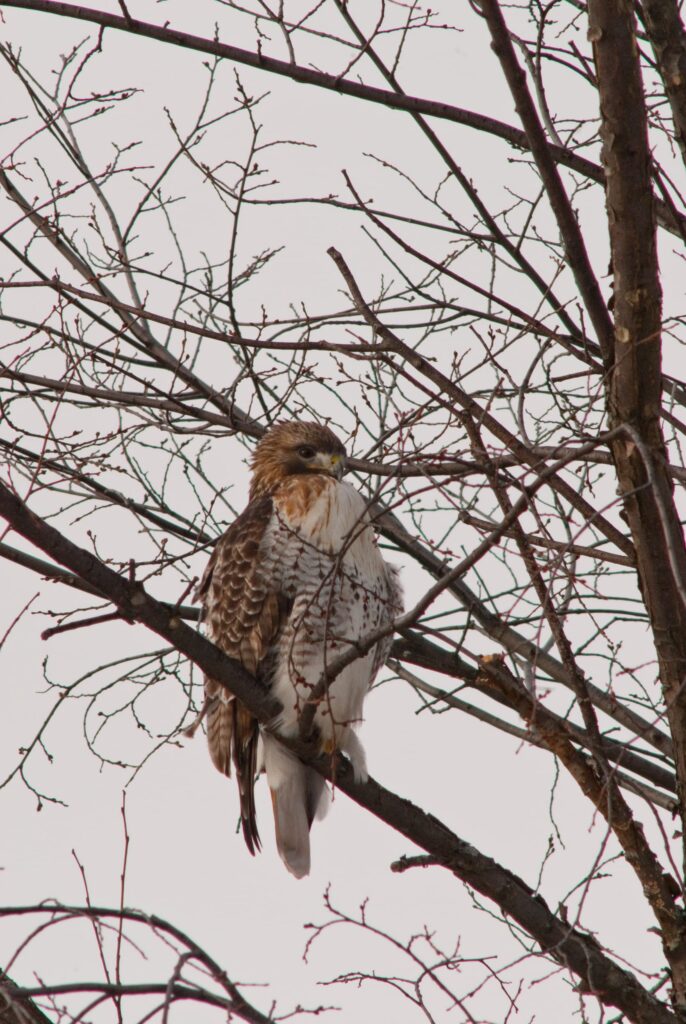 Osprey in a tree with no leaves