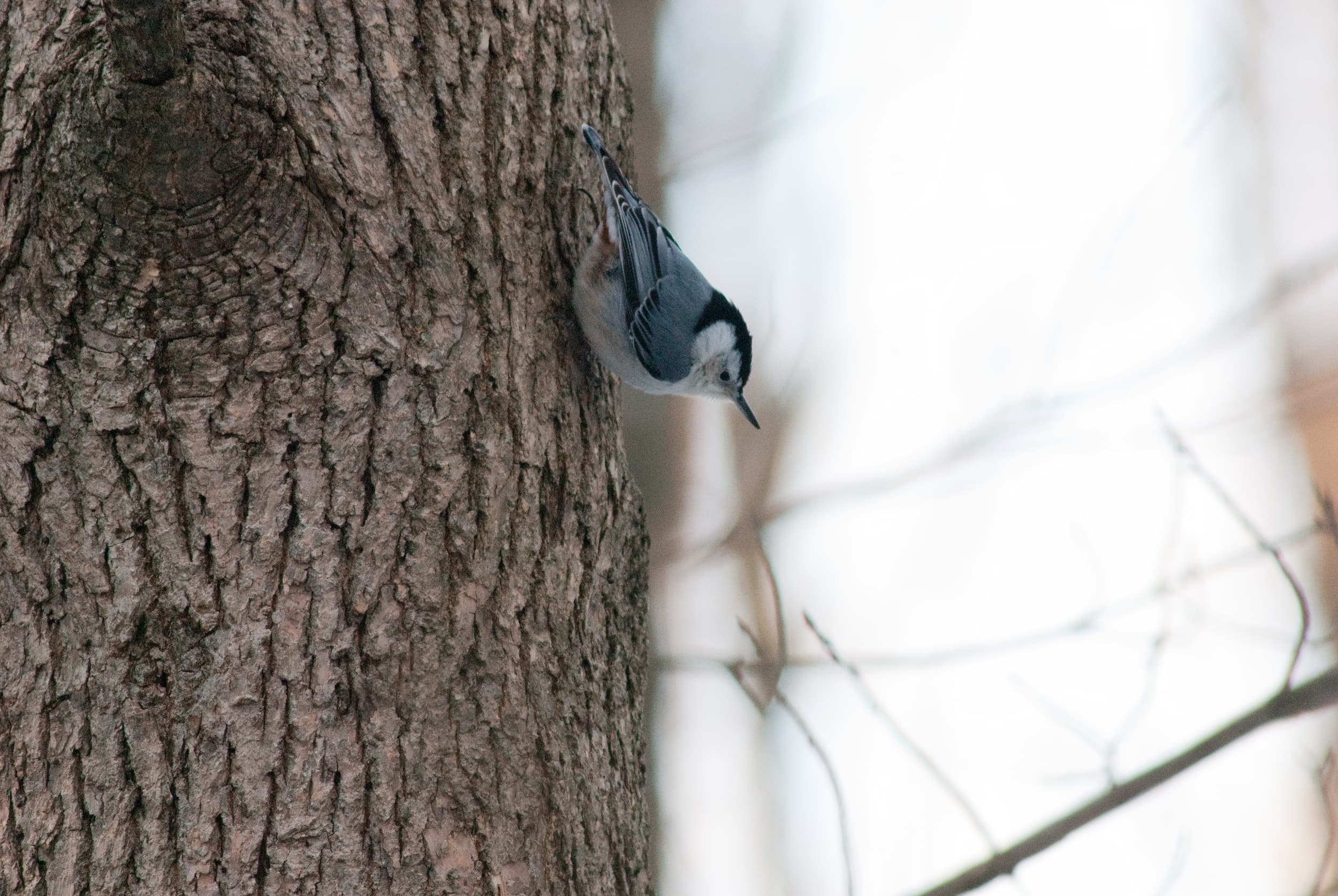 Nuthatch on a tree