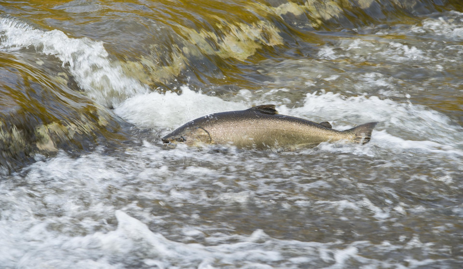 Detail of salmon jumping