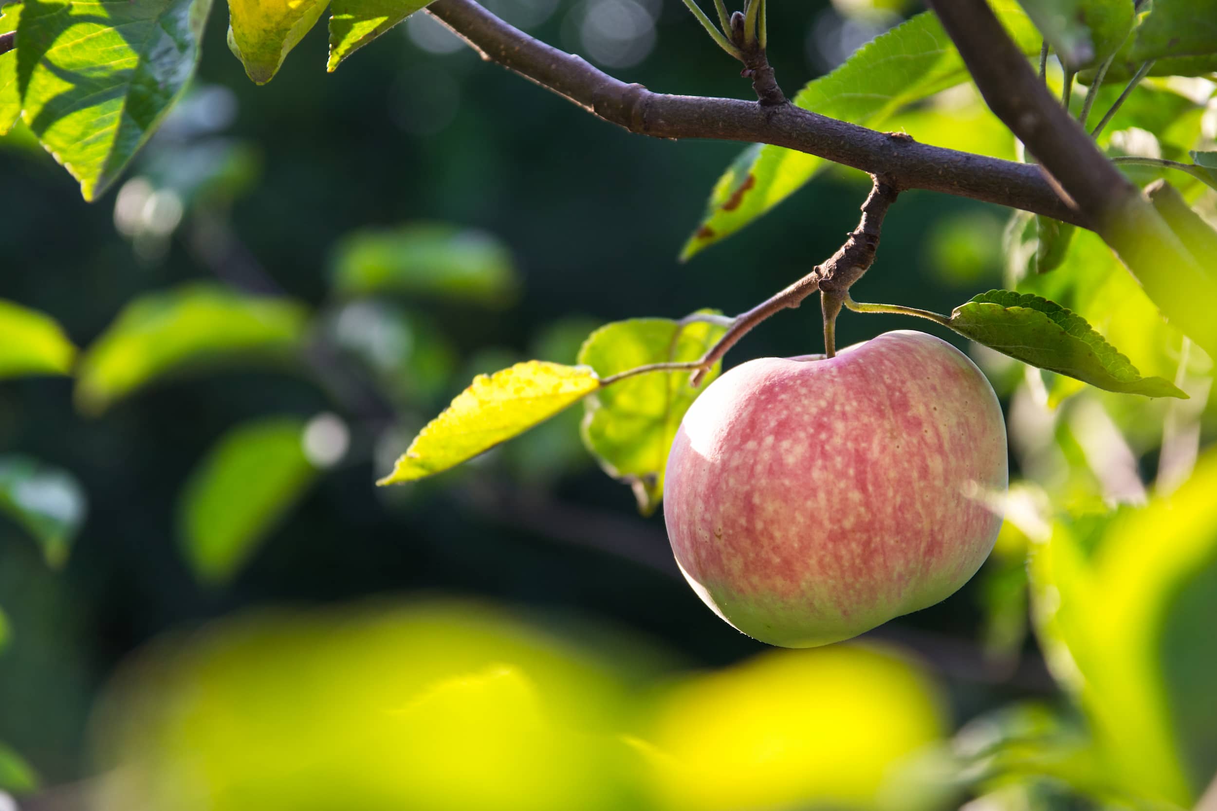 Red apple on a tree