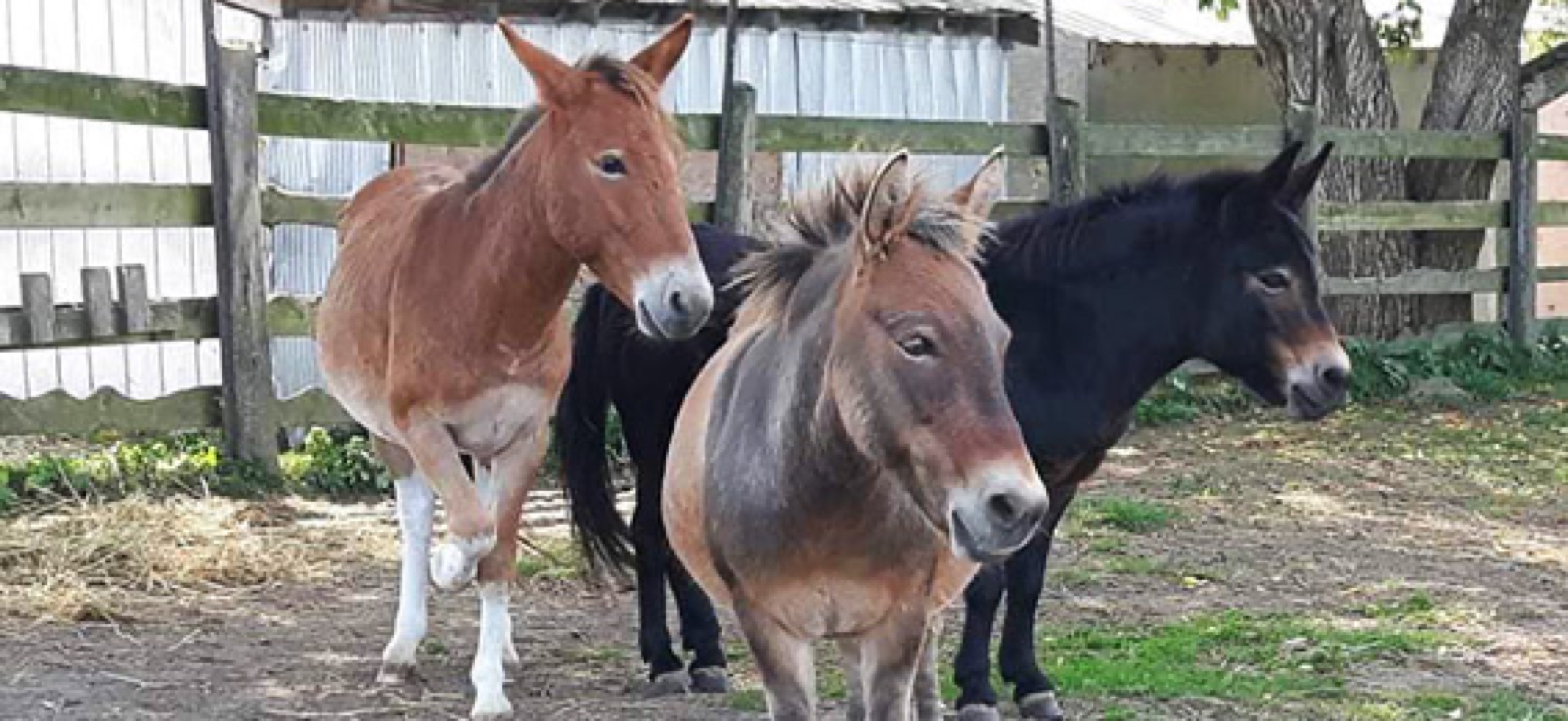 Photo of 3 donkeys.