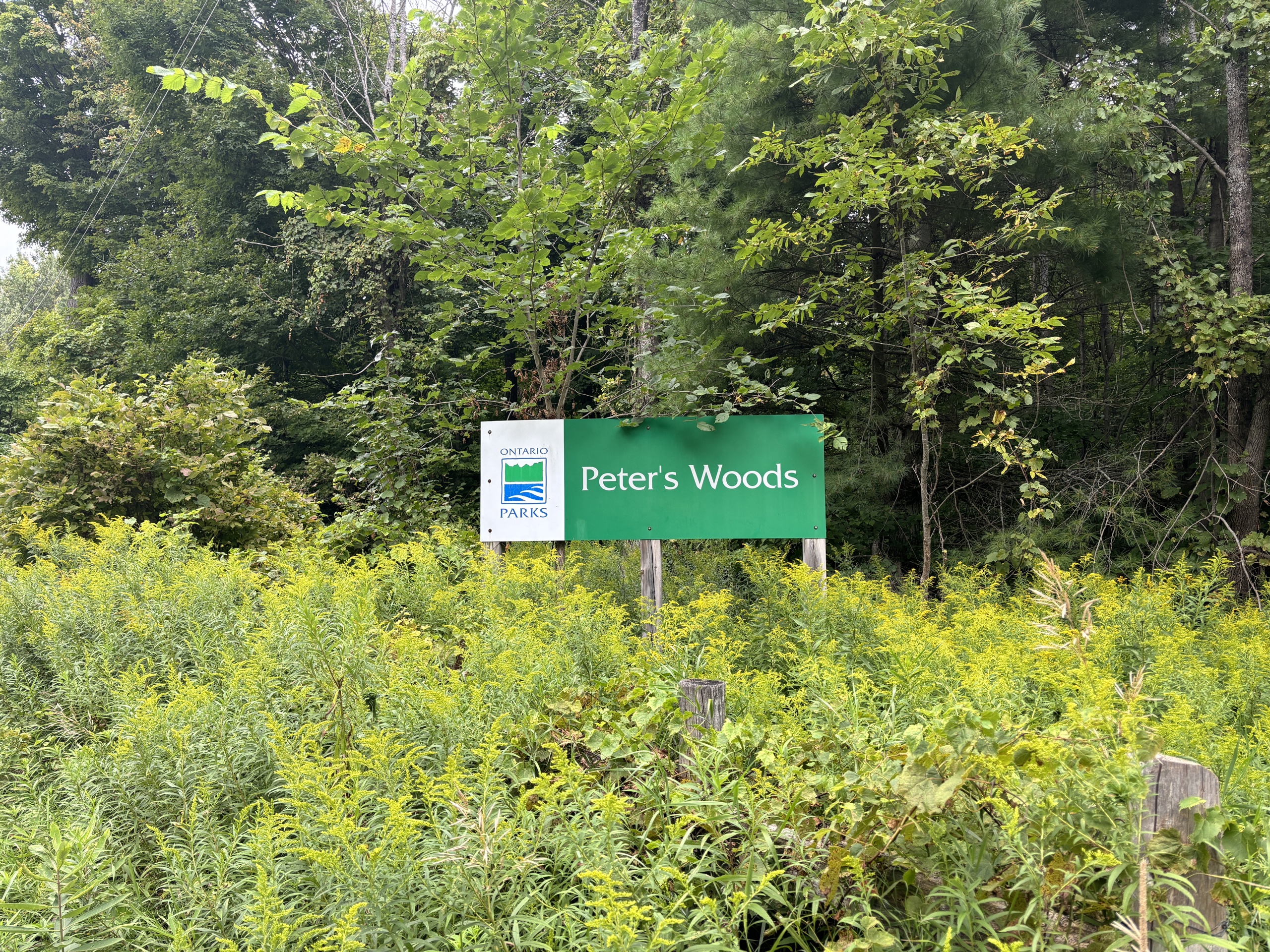 Photo of Peter's Wood trail. Sign reading "Peter's Woods."