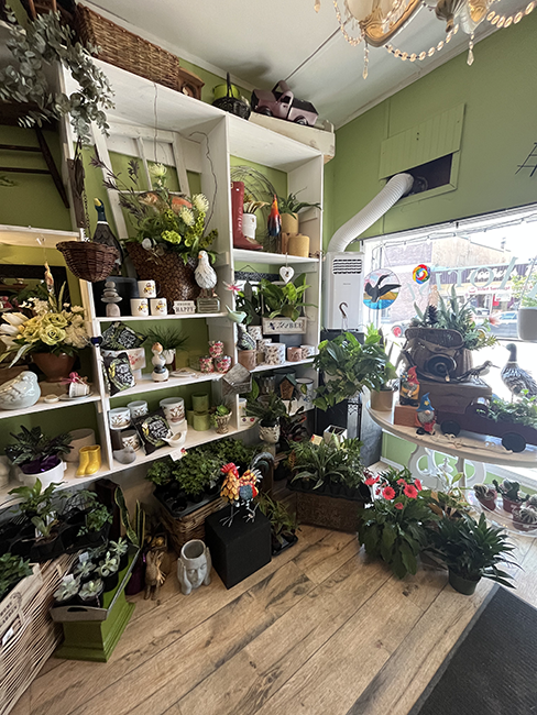 Display of houseplants and succulents.