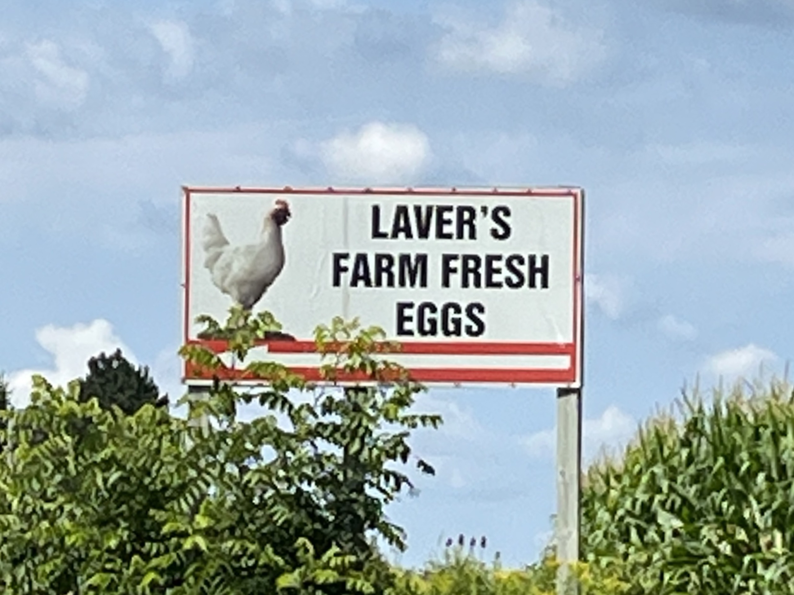 Photo of Laver's Farm Fresh Eggs sign. Sign features a photo of a chicken on the left with text on the right reading "Laver's Farm Fresh Eggs."