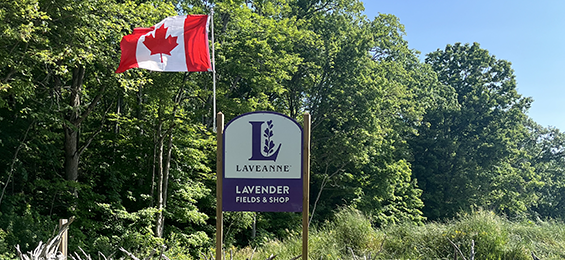 White and purple sign with a lavender plant silhouette and a Canada flag hanging from the top.