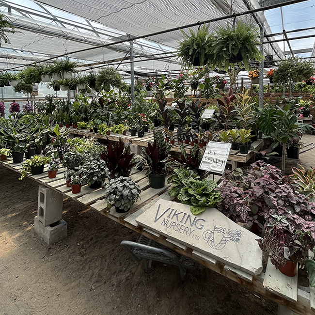 variety of plants on a greenhouse.