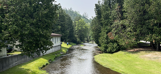 Creek running between trees on both sides.