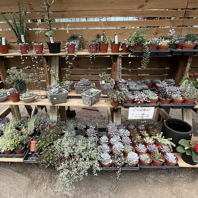 Variety of succulents in small orange pots on black trays.