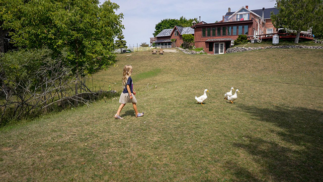 A young girl walking behind 3 ducks in front of a large house.