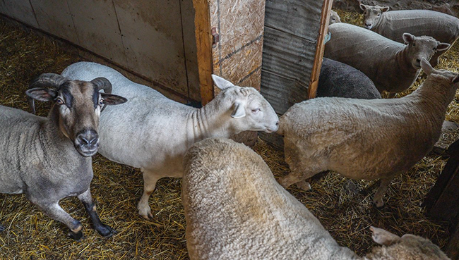Multiple sheep in a pen inside a barn.