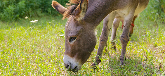 A donkey leaning down eating grass.