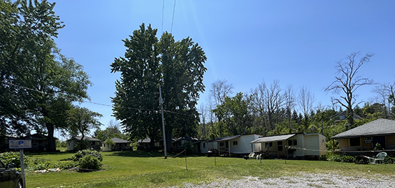 Several cottages arranged on the edge a green space.