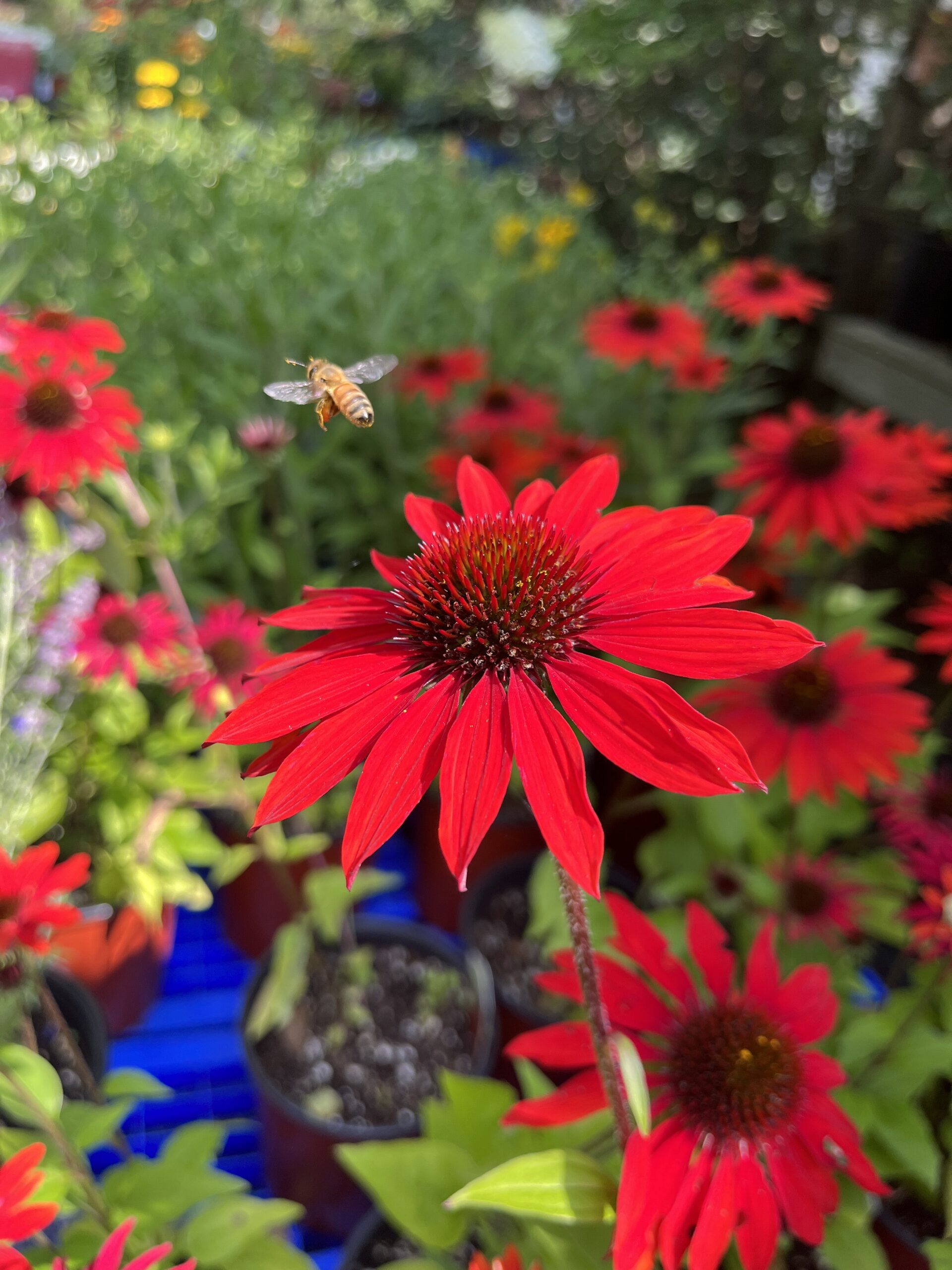 Photo of a bee landing on a pink flower.