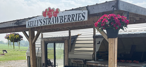 White sign with black writing and strawberries on top of a wooden awning over a small building.
