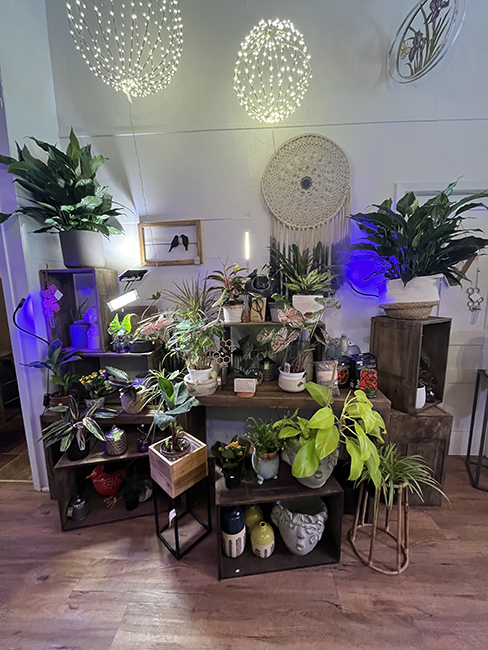Display of Houseplants.