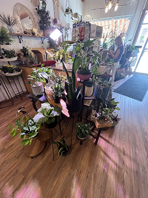 Display of Houseplants.