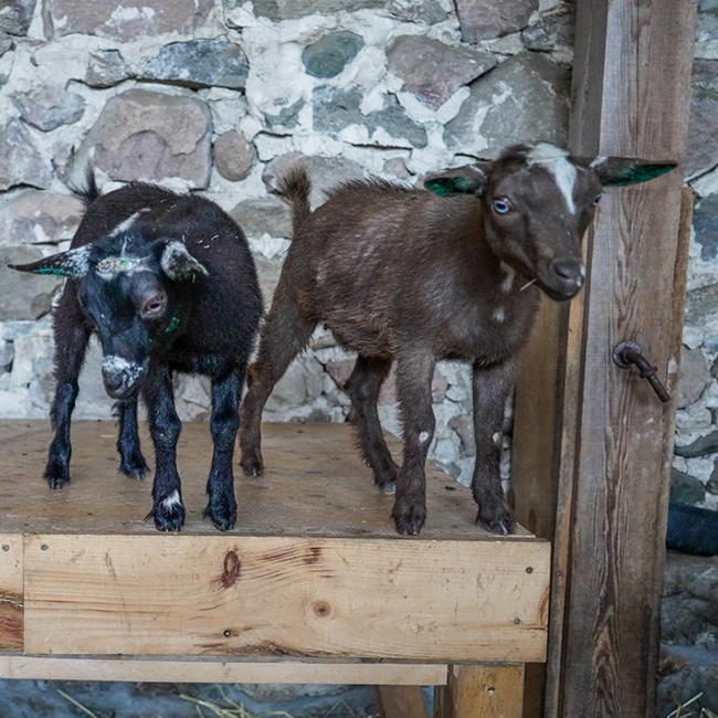 2 small goats standing on a wood platform.