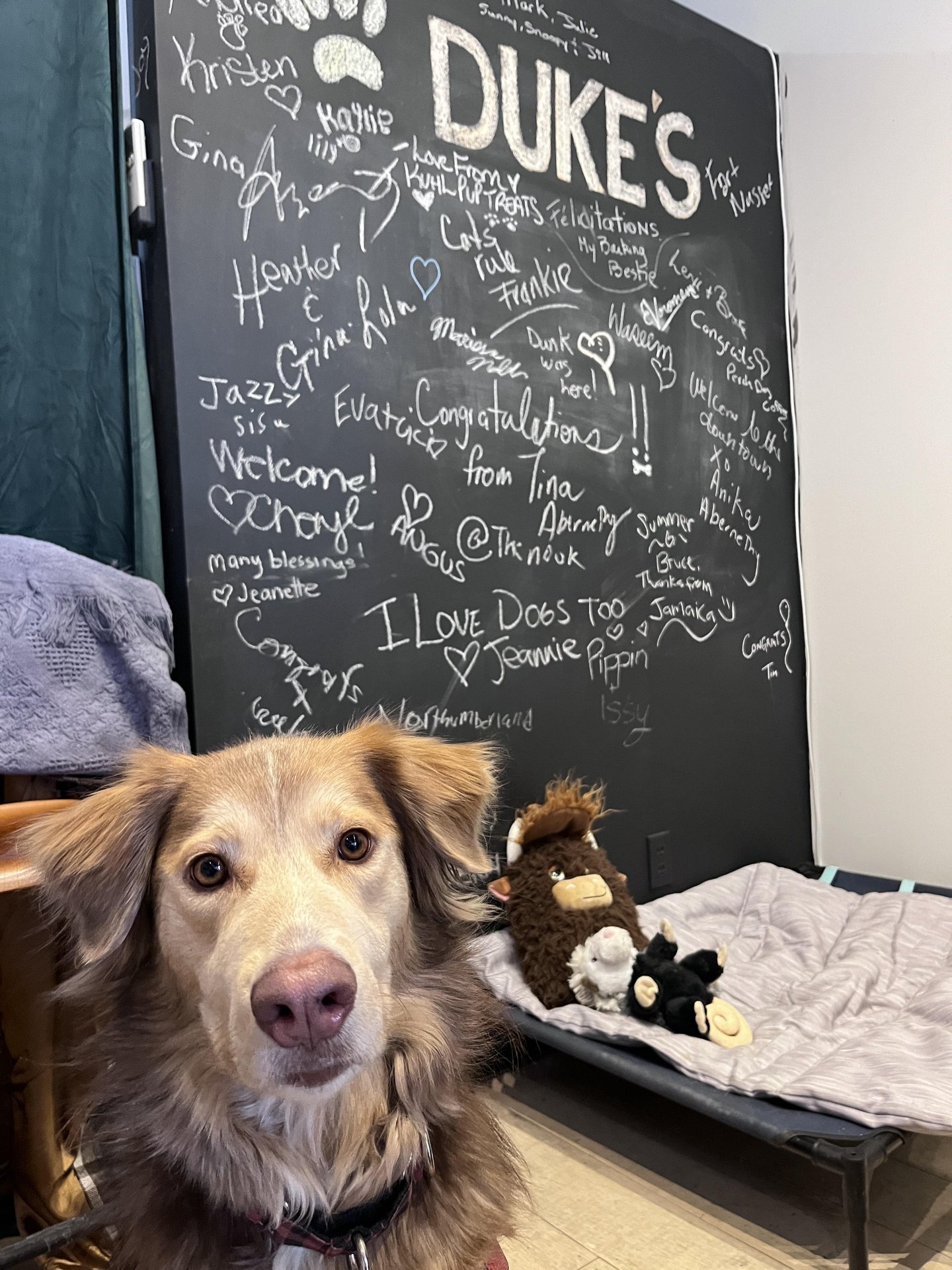 Dukes Pet Shop photo of a dog and chalk board.