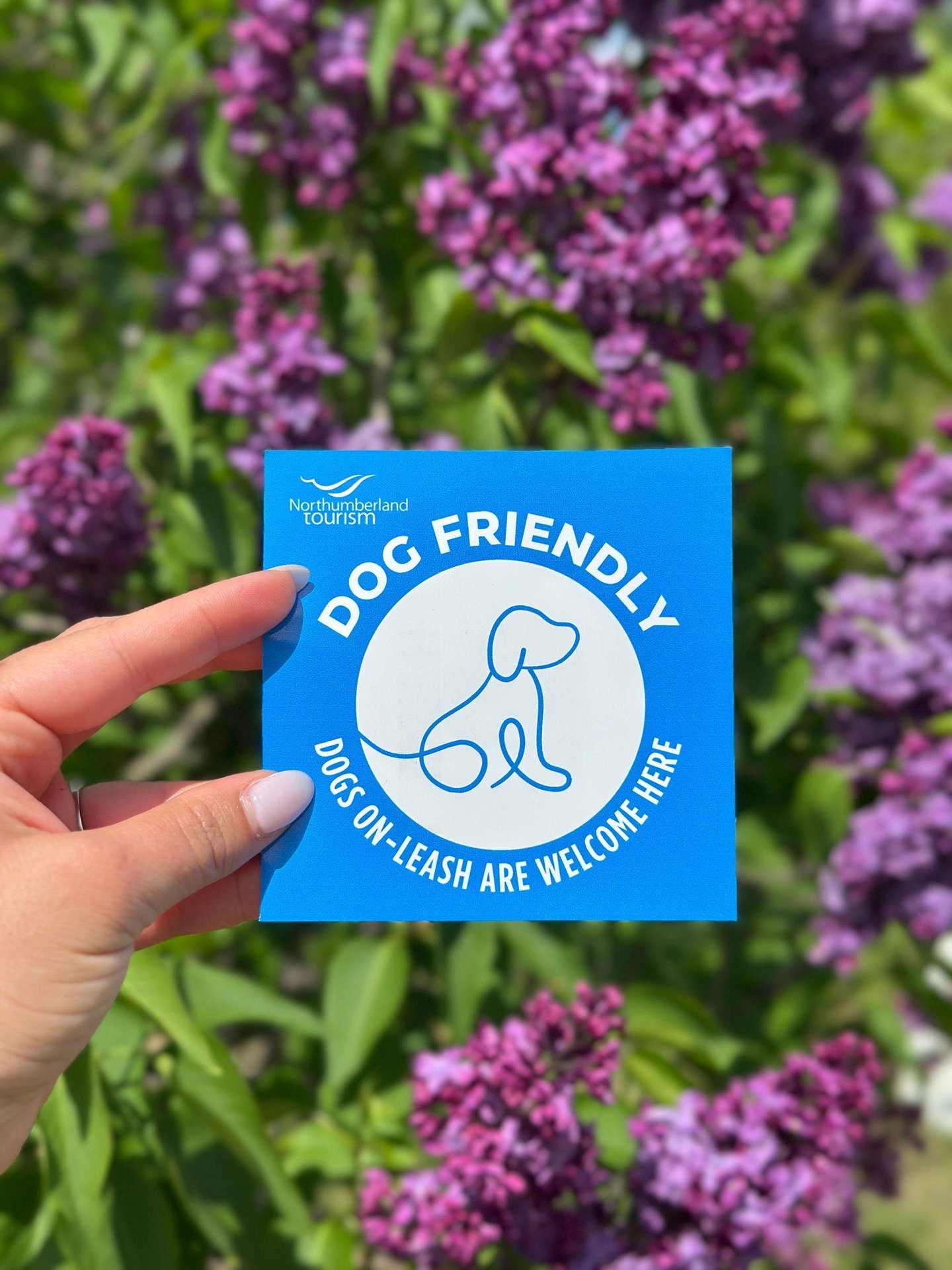 Hand holding a bright blue dog friendly sticker in front of lilacs