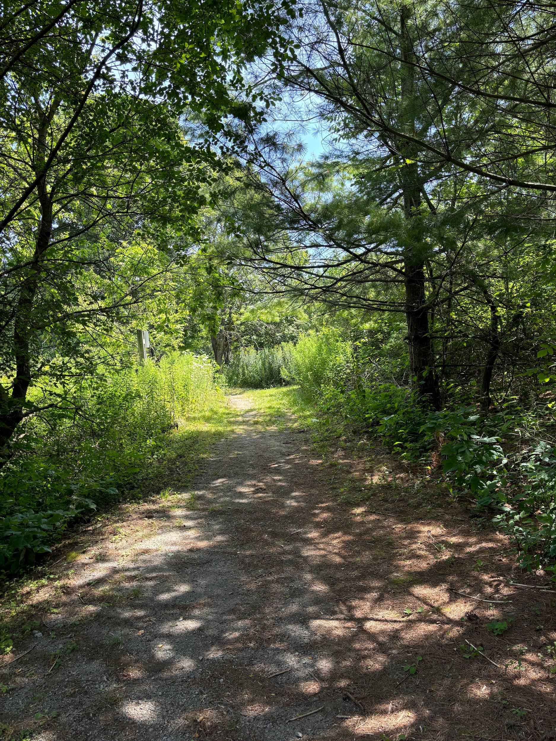 Ganaraska Millennium Trail in summer