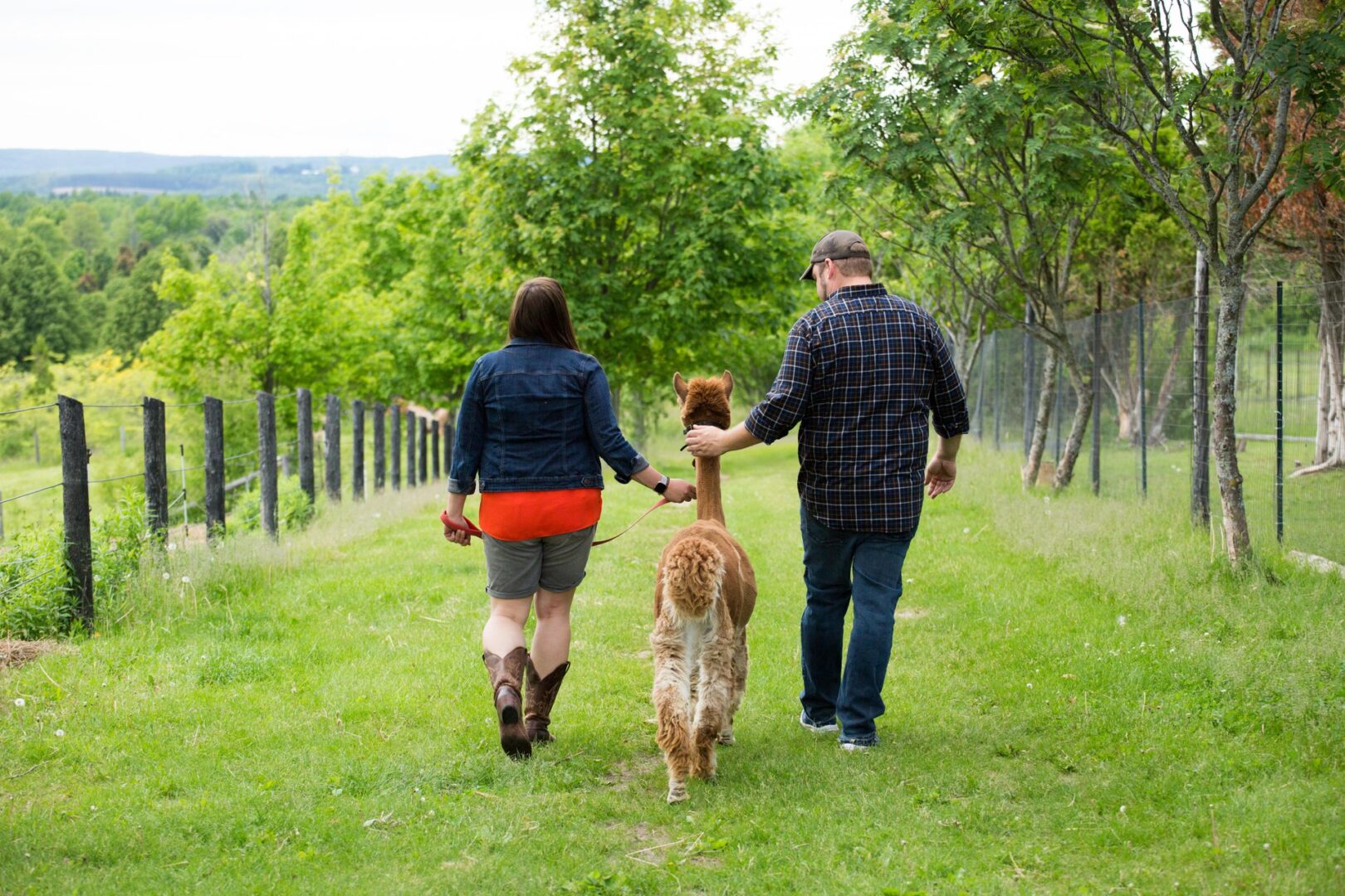 A couple taking an alpaca for a walk on a farm for an agritourism experience