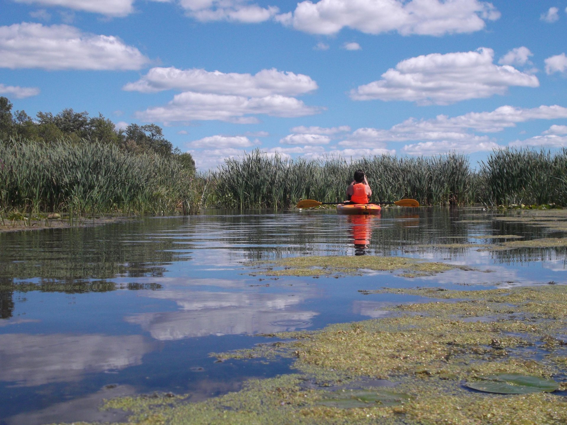 person kayaking in a marshy area
