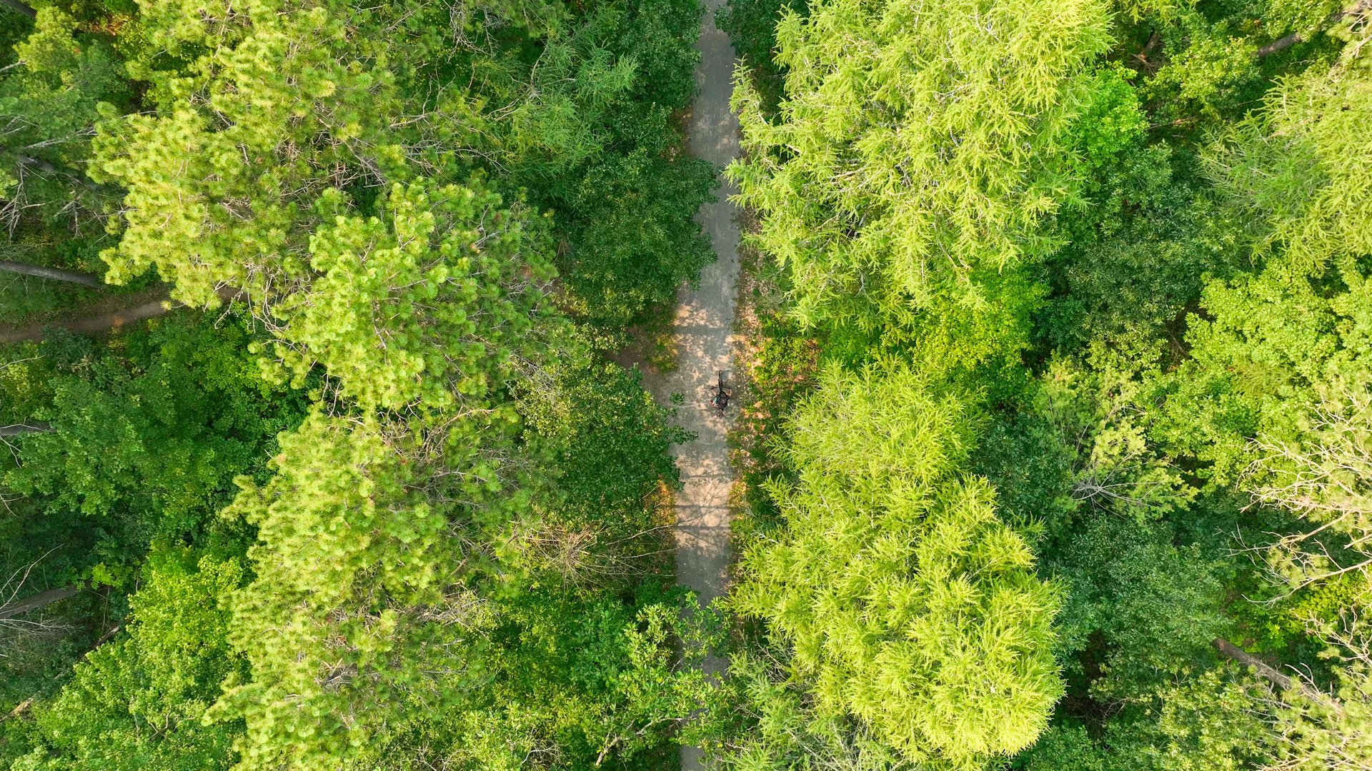 top down drone view of trail in Northumberland Forest