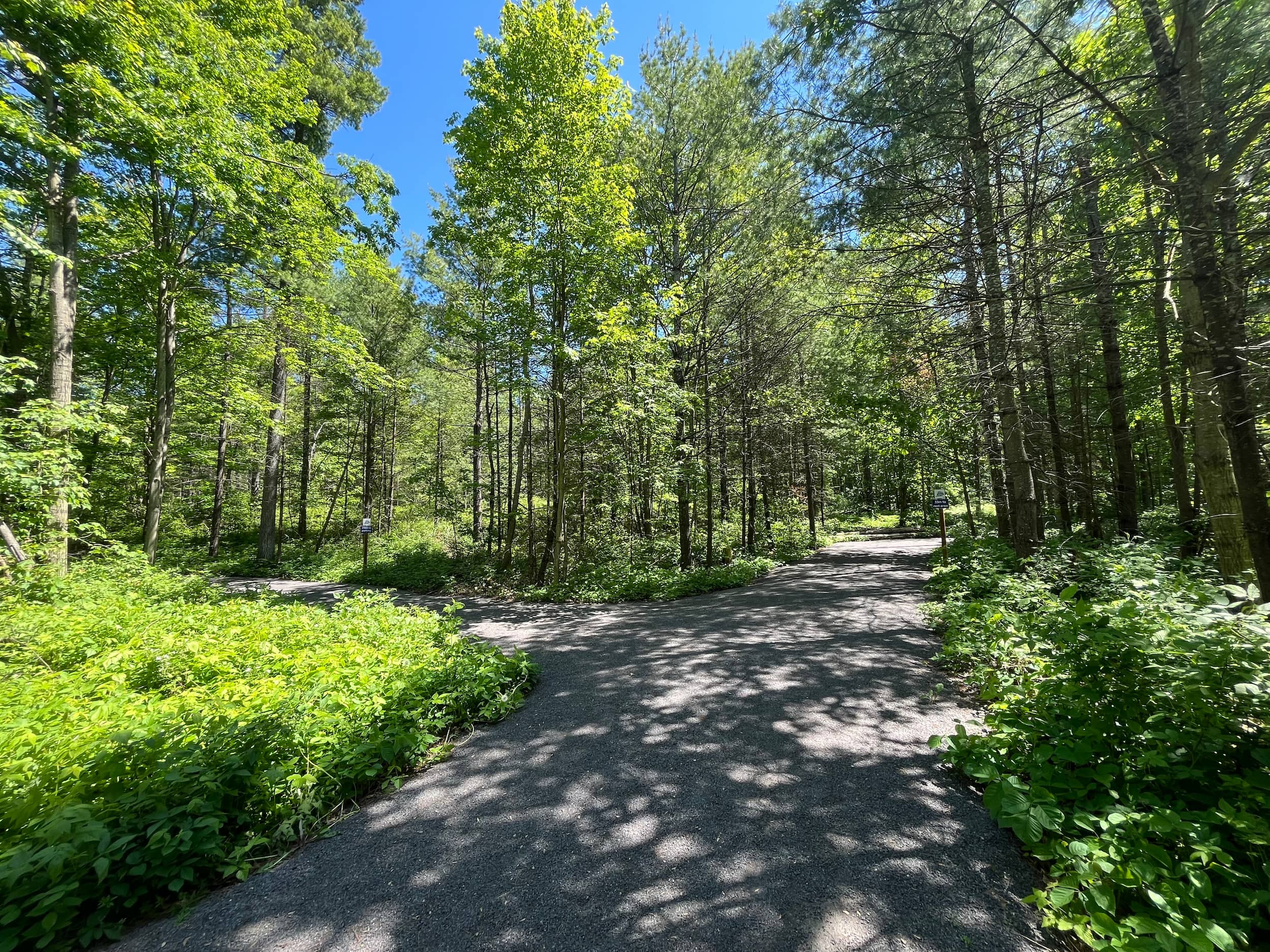 Accessible trail in the Northumberland Forest