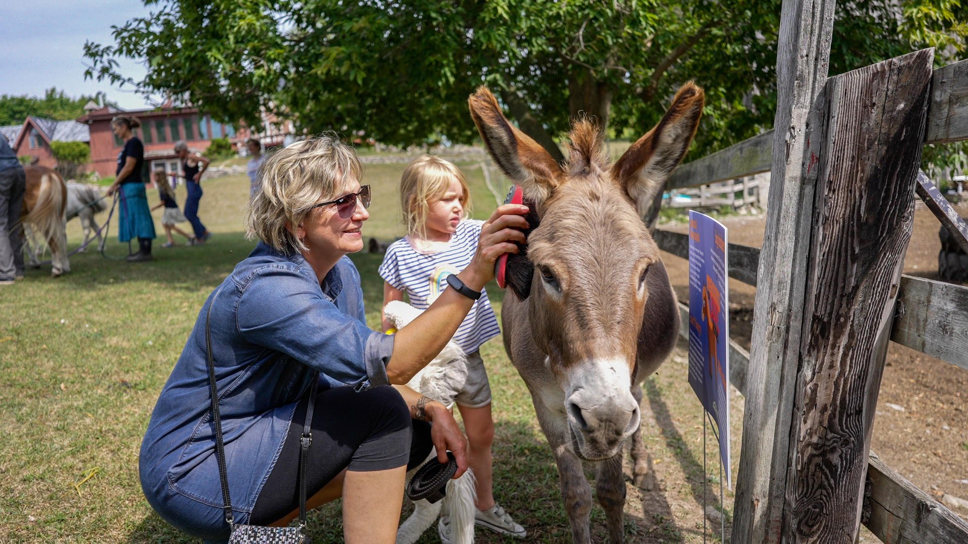 Woman brushing a donkey while a little girl watches