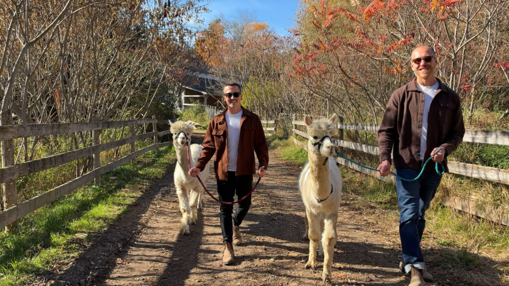 2 men walking white alpacas