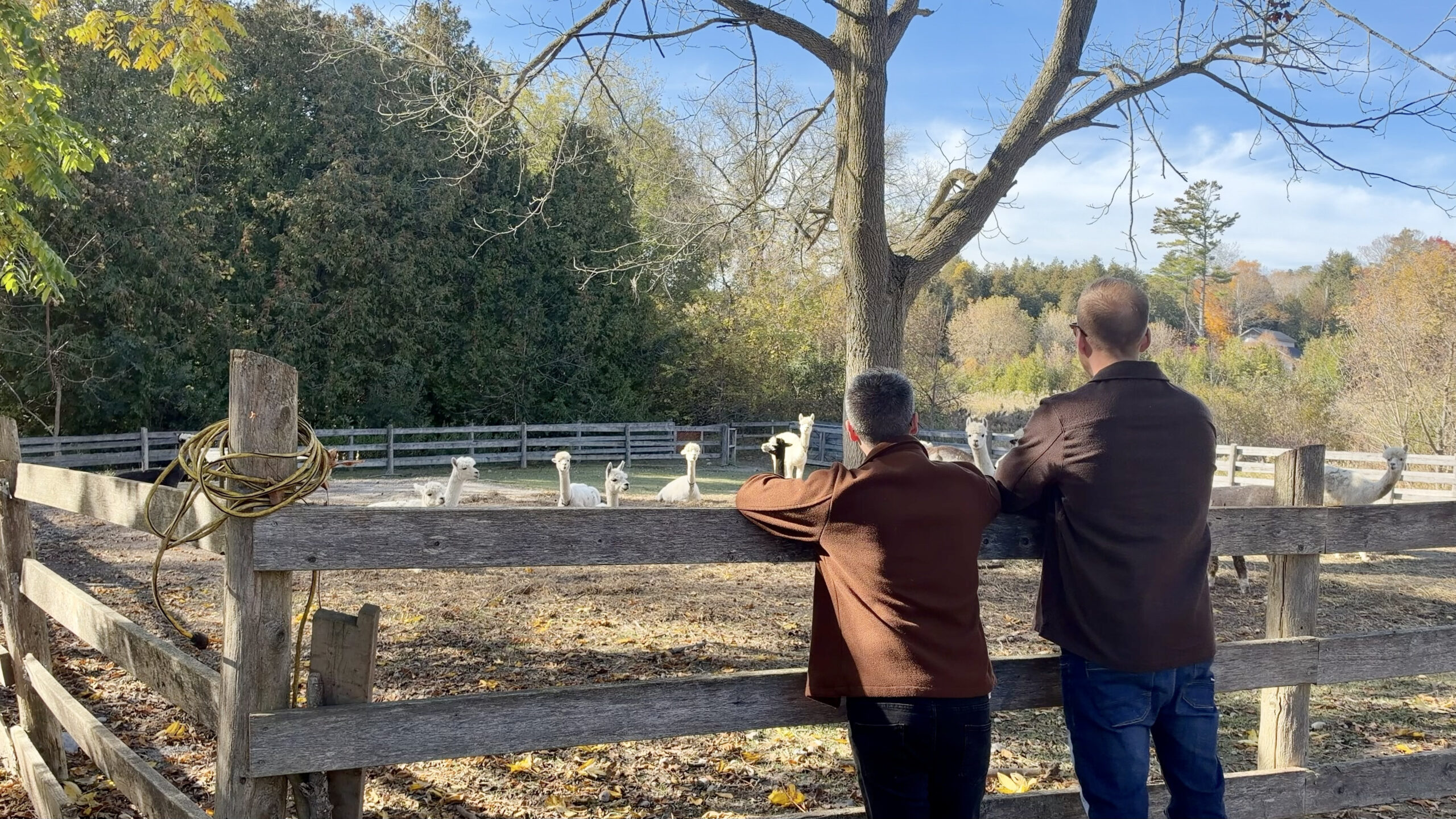 2 men looking over an alpaca pen