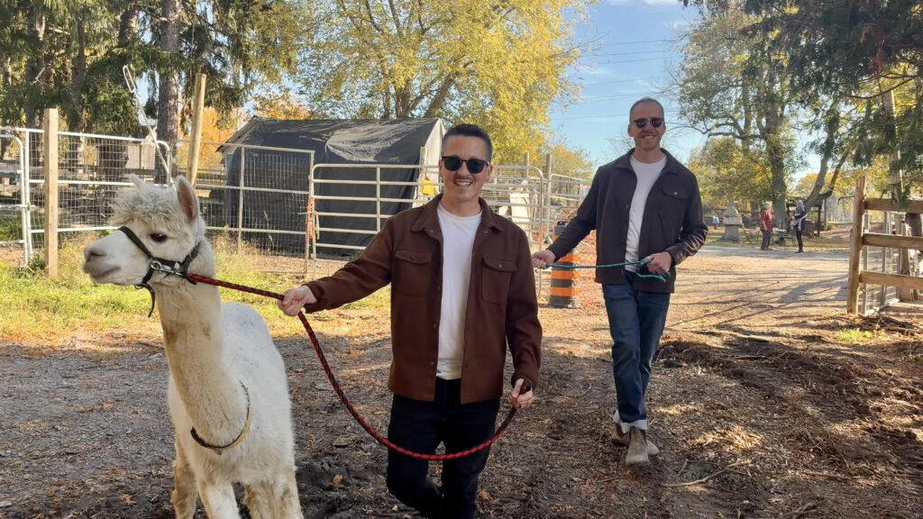 2 men walking alpacas